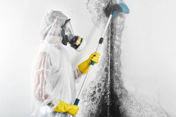 Best Dehumidification Services  in Stem, NC
