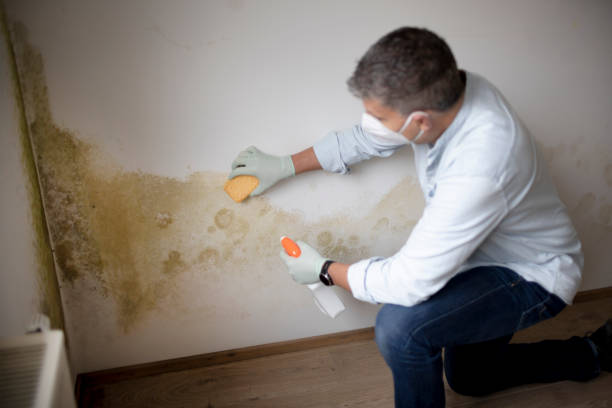  Stem, NC Mold Removal Pros